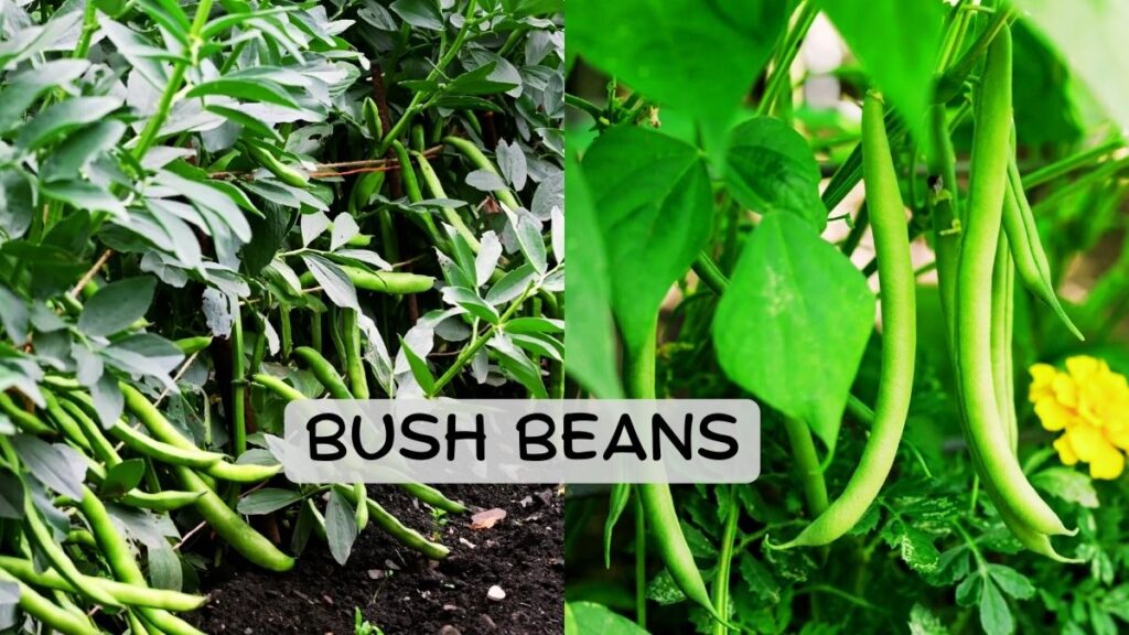 Bush Beans