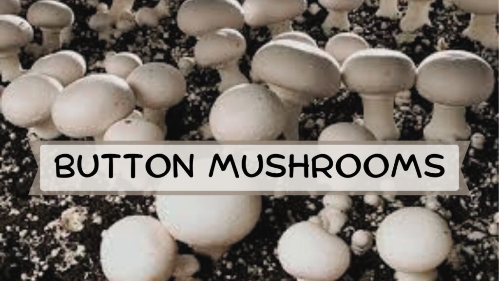 Button Mushrooms 1