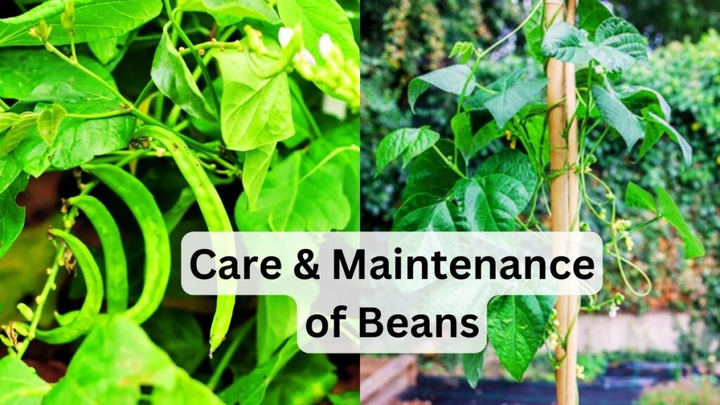 Care Maintenance of Beans