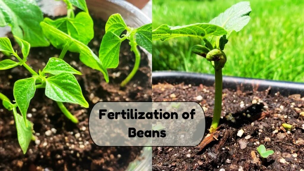 Fertilization of Beans