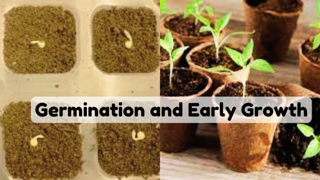 Germination and Early Growth