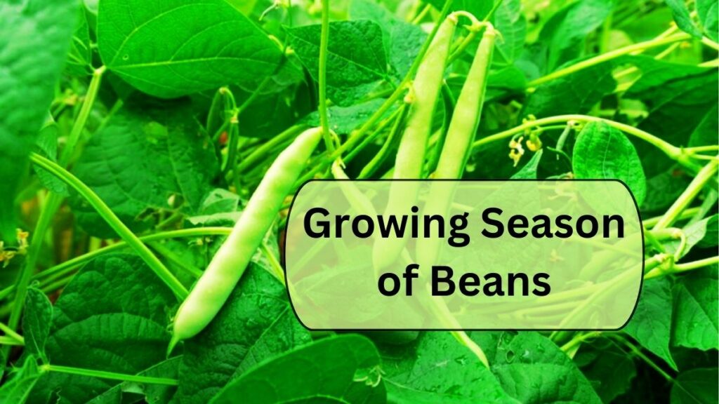 Growing Season of Beans