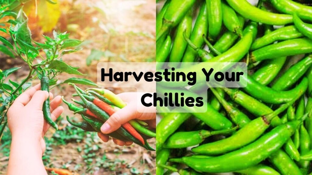 Harvesting Your Chillies 1