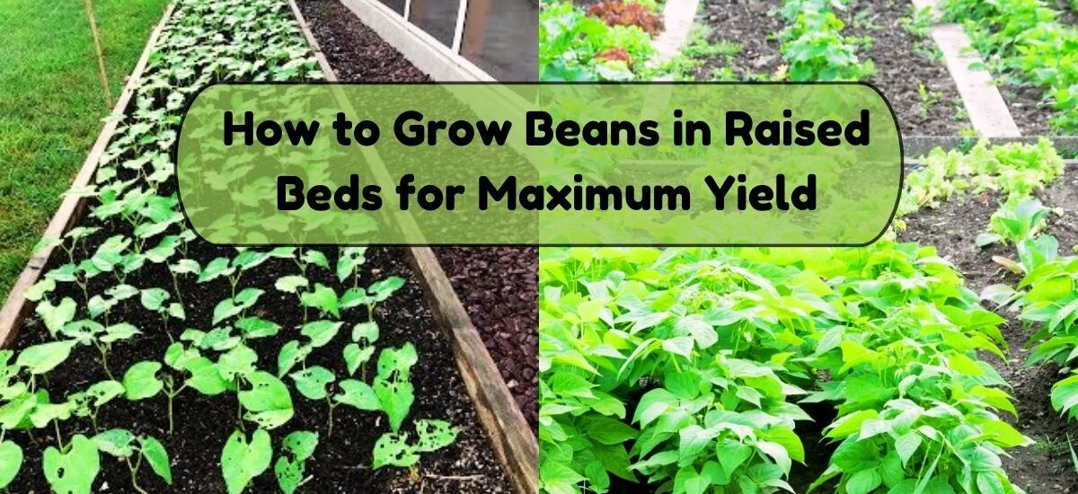 image showing how to grow beans in raised beds for maximum ield