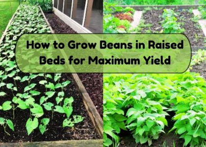 image showing how to grow beans in raised beds for maximum ield