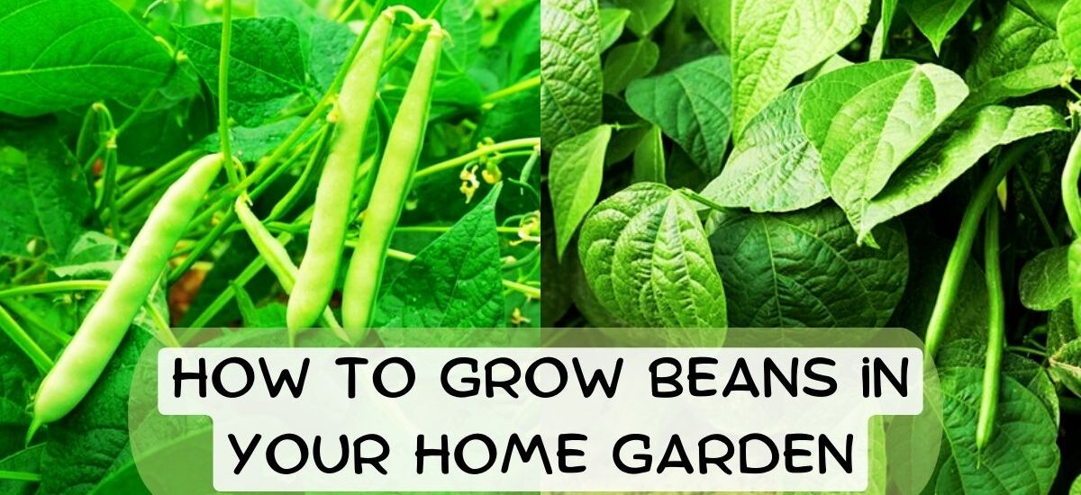 image showing Grow-Beans-in-Your-Home-Garden