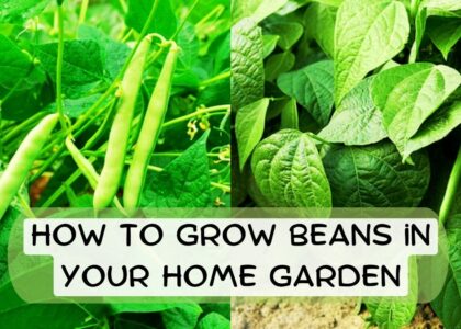 image showing Grow-Beans-in-Your-Home-Garden