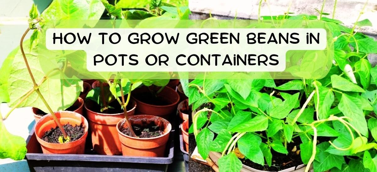 image showing how to grow beans in pots