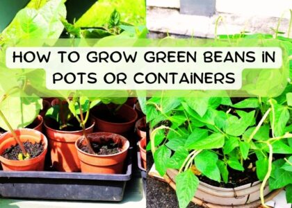 image showing how to grow beans in pots