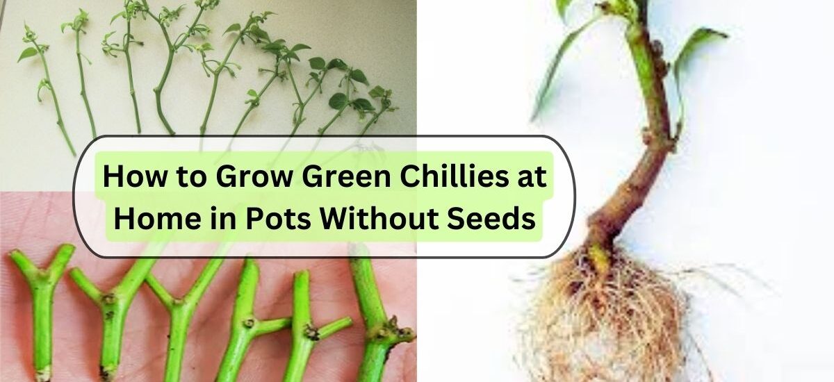 image showing grow green chillies in pots with out seed