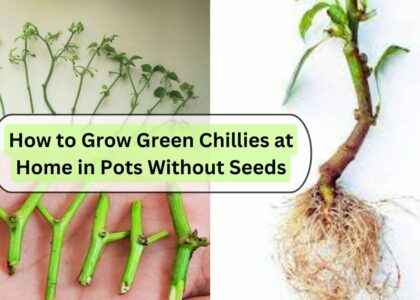 image showing grow green chillies in pots with out seed