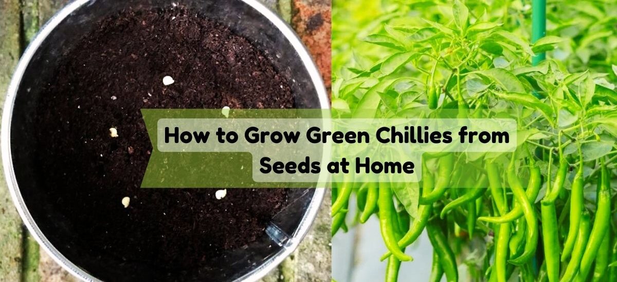 imge showing grow green chillies from seed at home