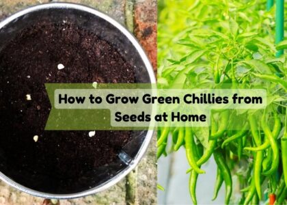 imge showing grow green chillies from seed at home