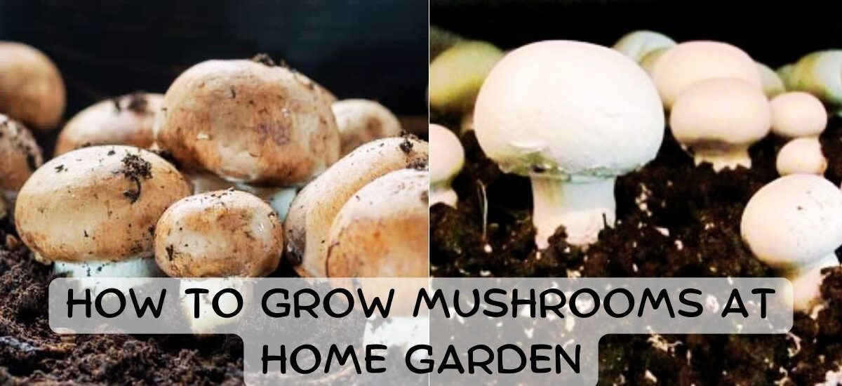 image showing of How-to-Grow-Mushrooms-at-Home-Garden