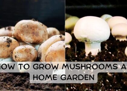 image showing of How-to-Grow-Mushrooms-at-Home-Garden