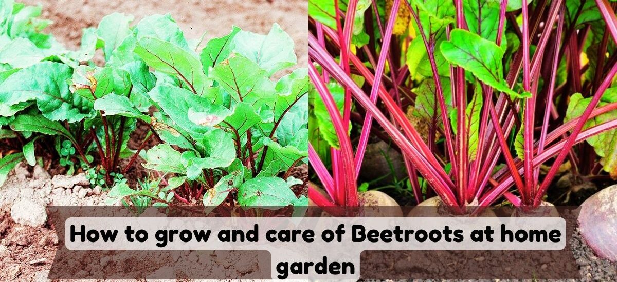 image showing growing and careing beetroot at home