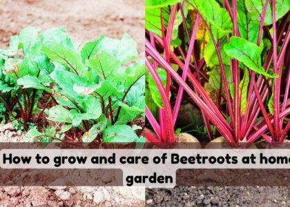 image showing growing and careing beetroot at home