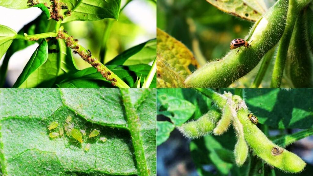 Management of Beans Pests