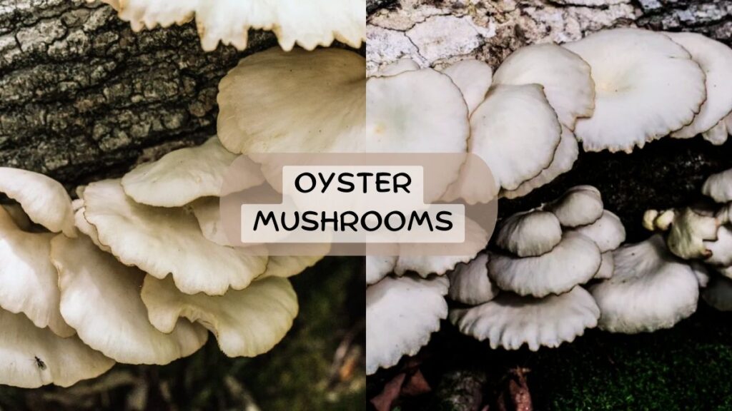 Oyster Mushrooms