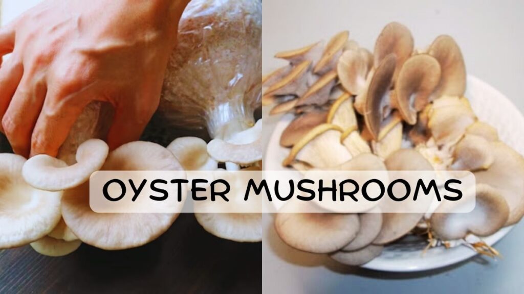 Oyster Mushrooms h