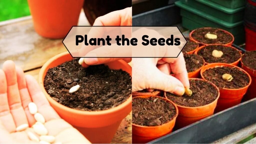 Plant the Seeds