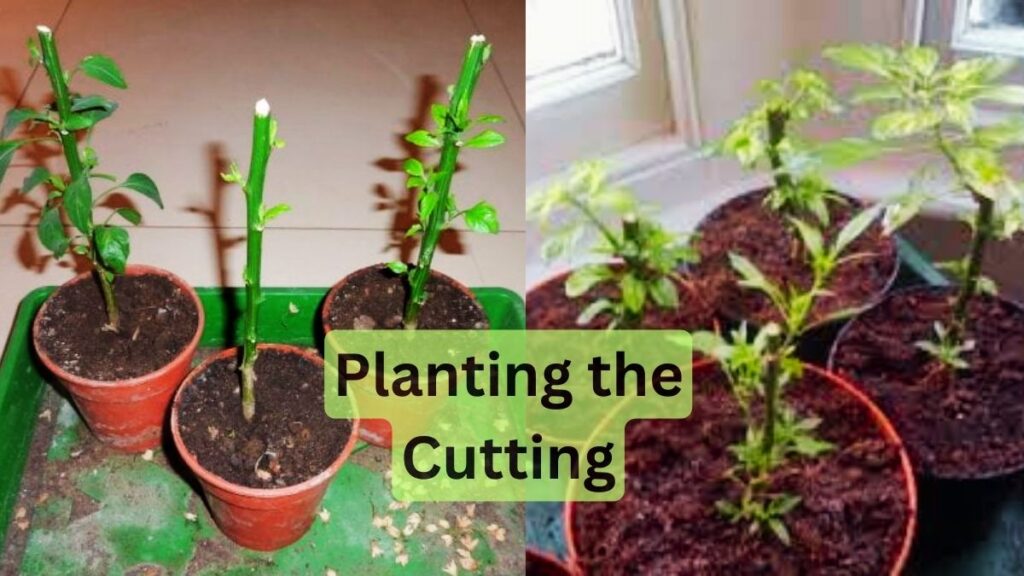 Planting the Cutting