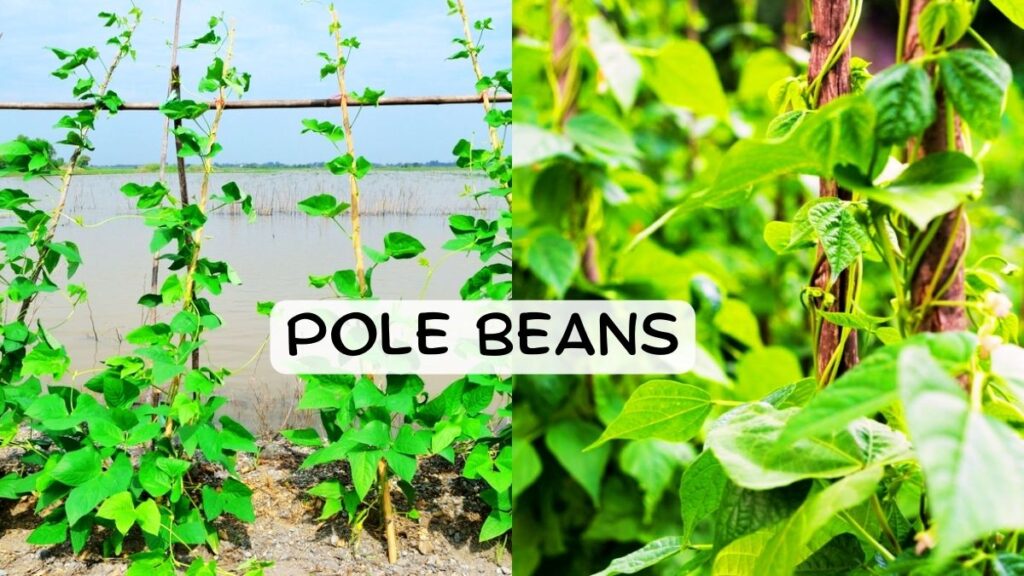 Pole Beans