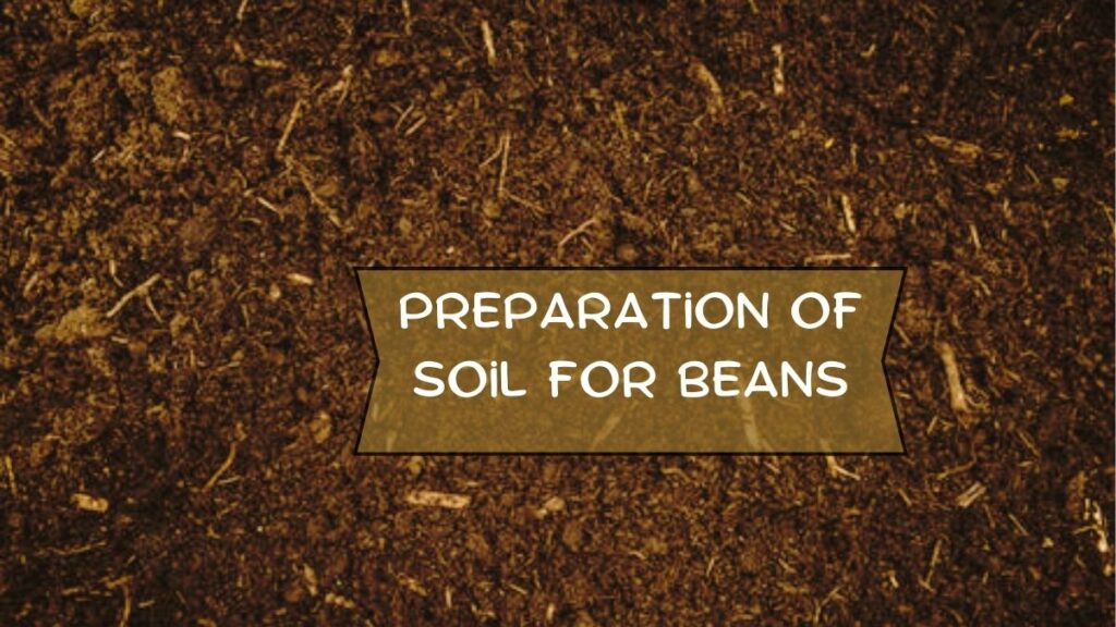 Preparation of Soil for Beans