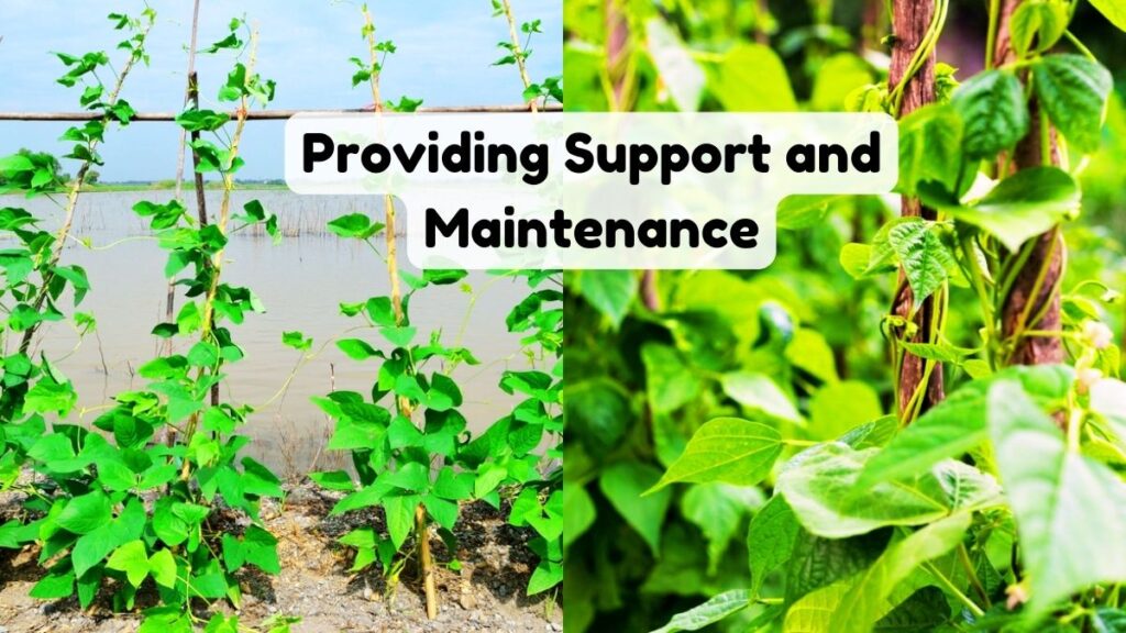 Providing Support and Maintenance