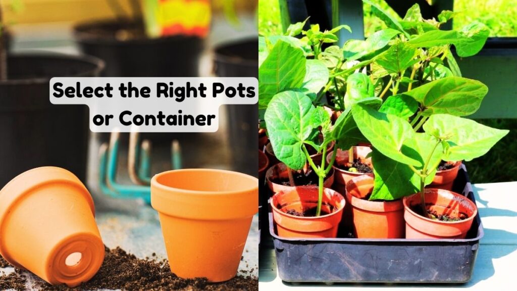 Select the Right Pots or Container