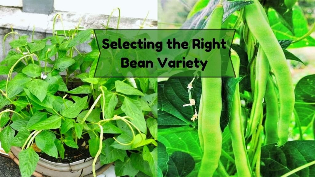 Selecting the Right Bean Variety