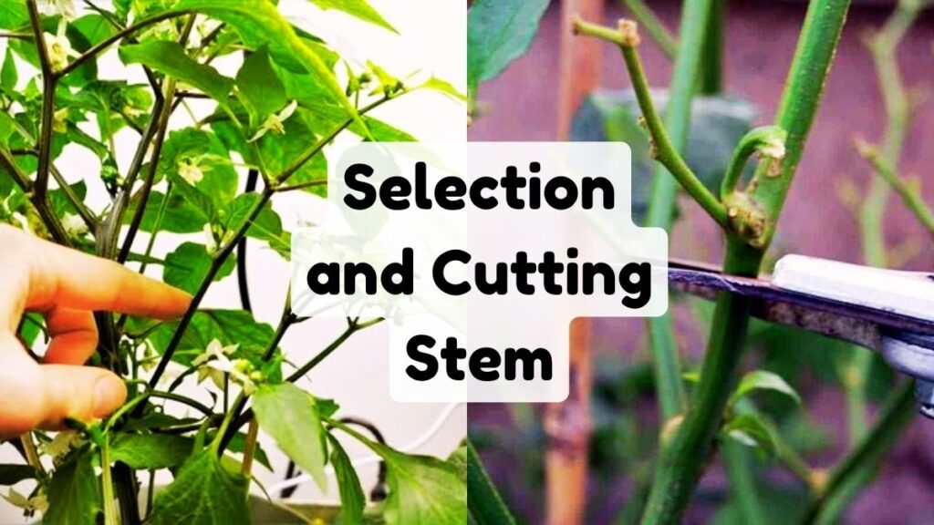 Selection and Cutting Stem