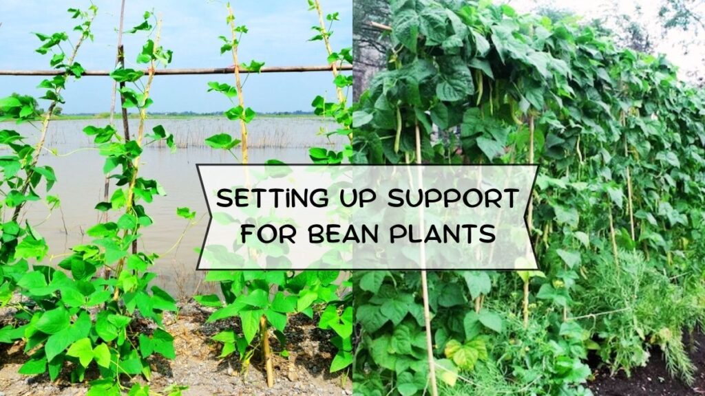 Setting Up Support for Bean Plants