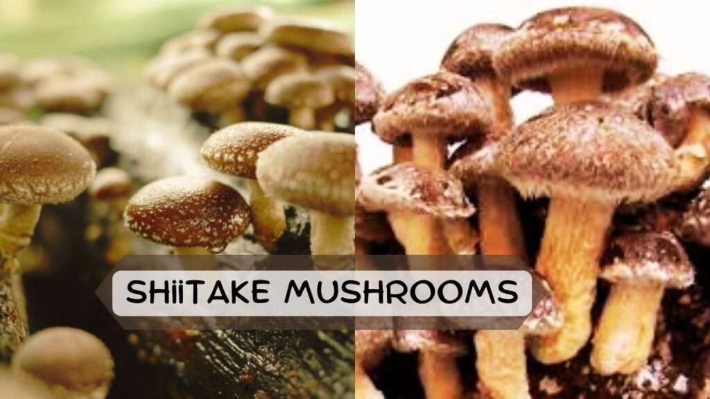 Shiitake Mushrooms