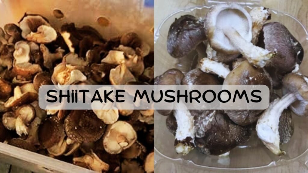 Shiitake Mushrooms h