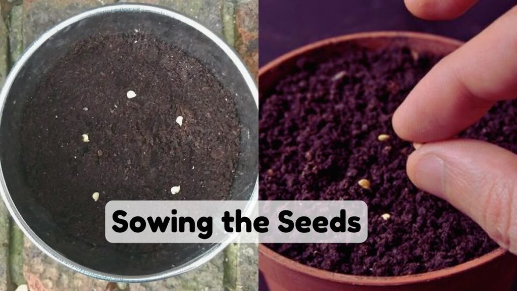 Sowing the Seeds