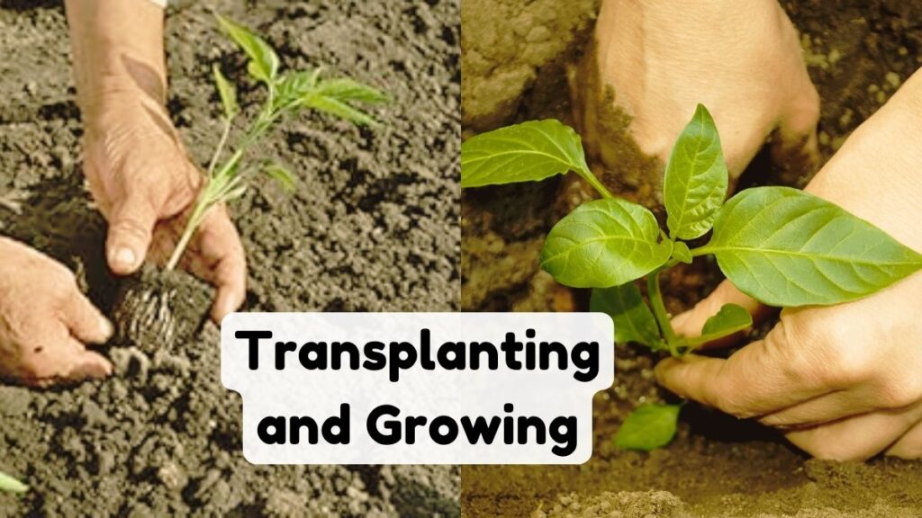 Transplanting and Growing