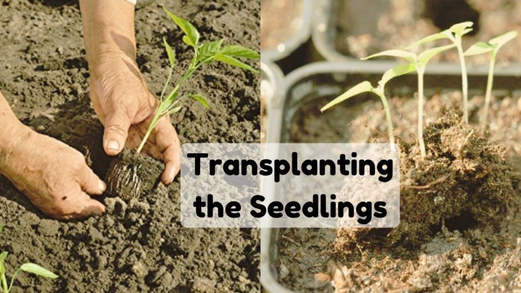 Transplanting the Seedlings