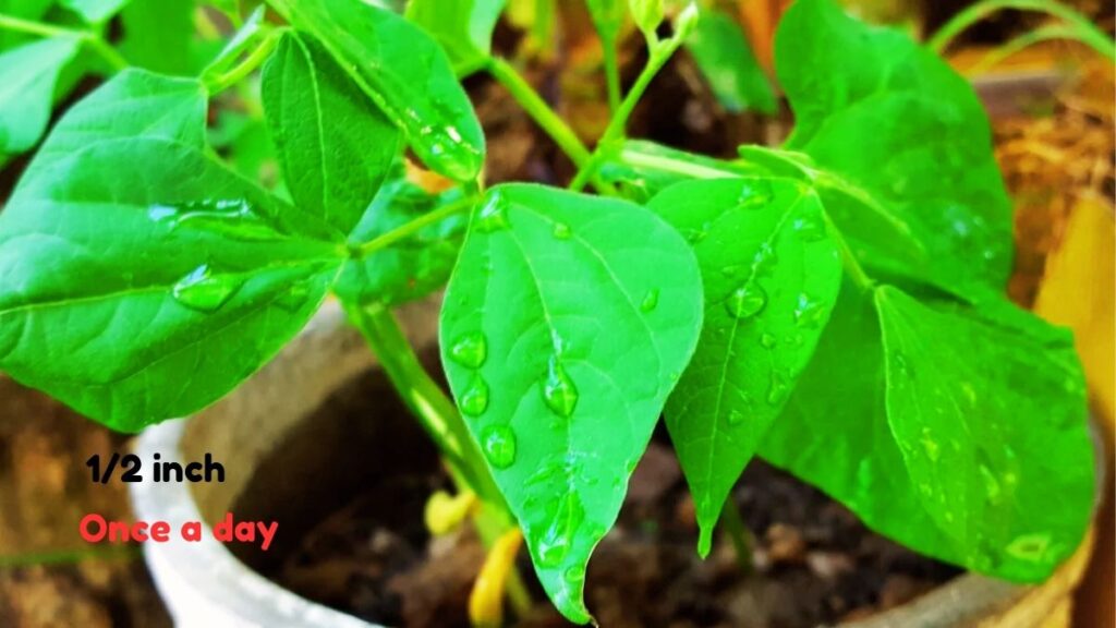 Watering of Green Beans