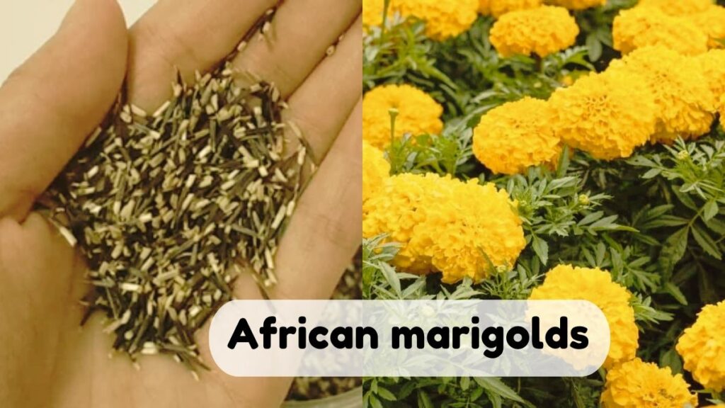 African marigolds