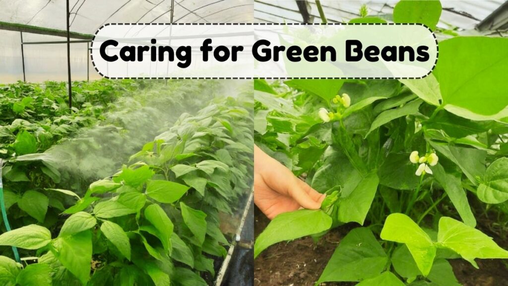 Caring for Green Beans