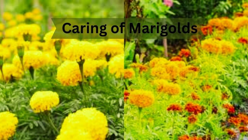 Caring of Marigolds