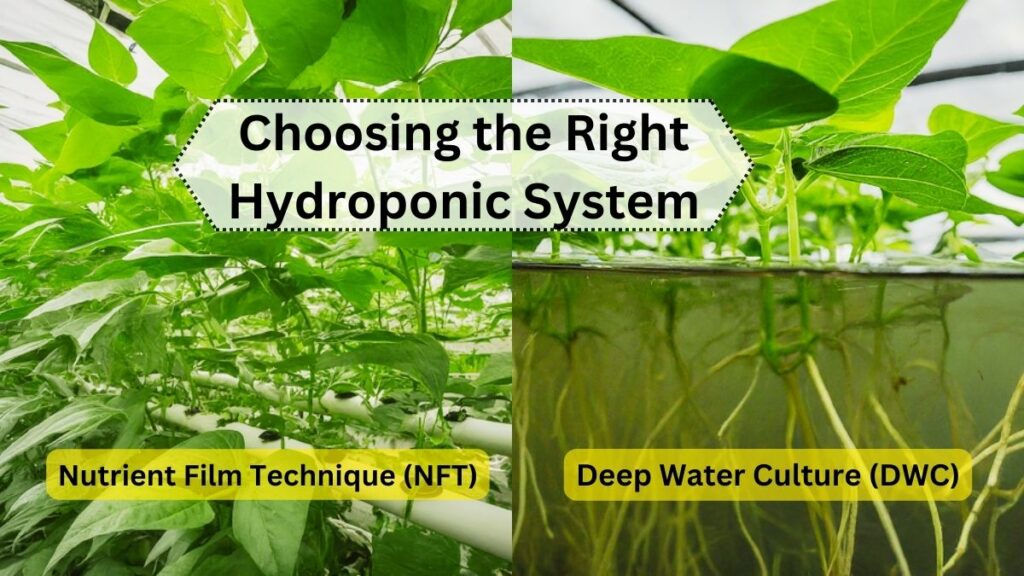 Choosing the Right Hydroponic System