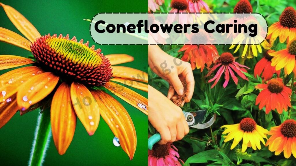 Coneflowers Caring