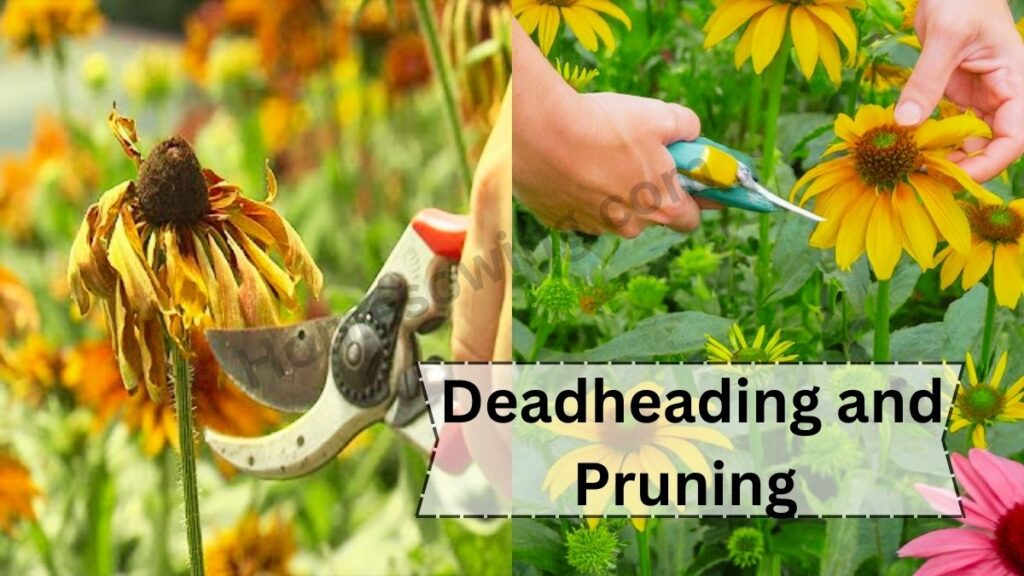 Deadheading and Pruning