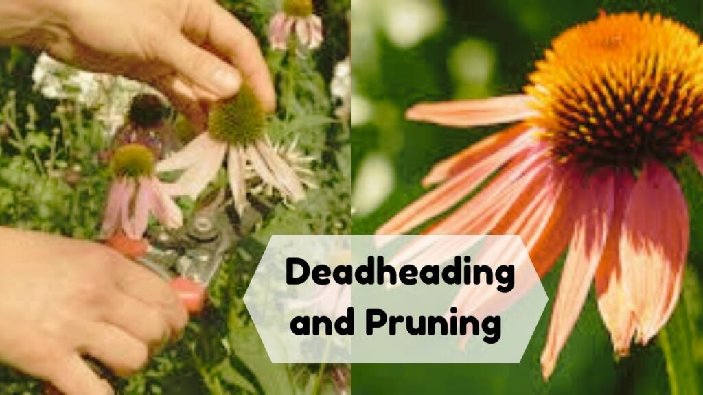 Deadheading and Pruning