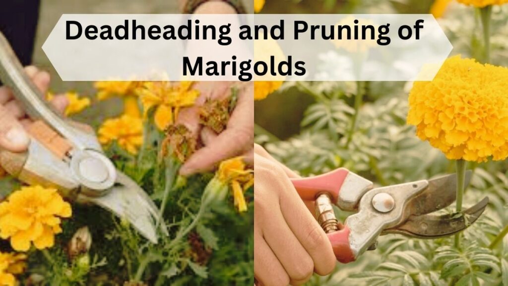 Deadheading and Pruning of Marigolds