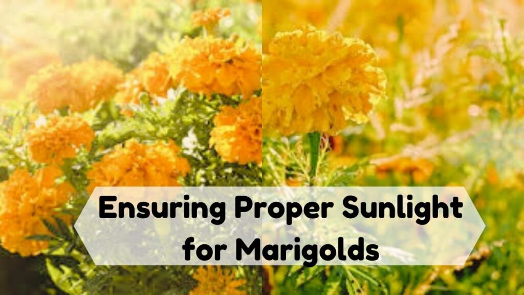 Ensuring Proper Sunlight for Marigolds