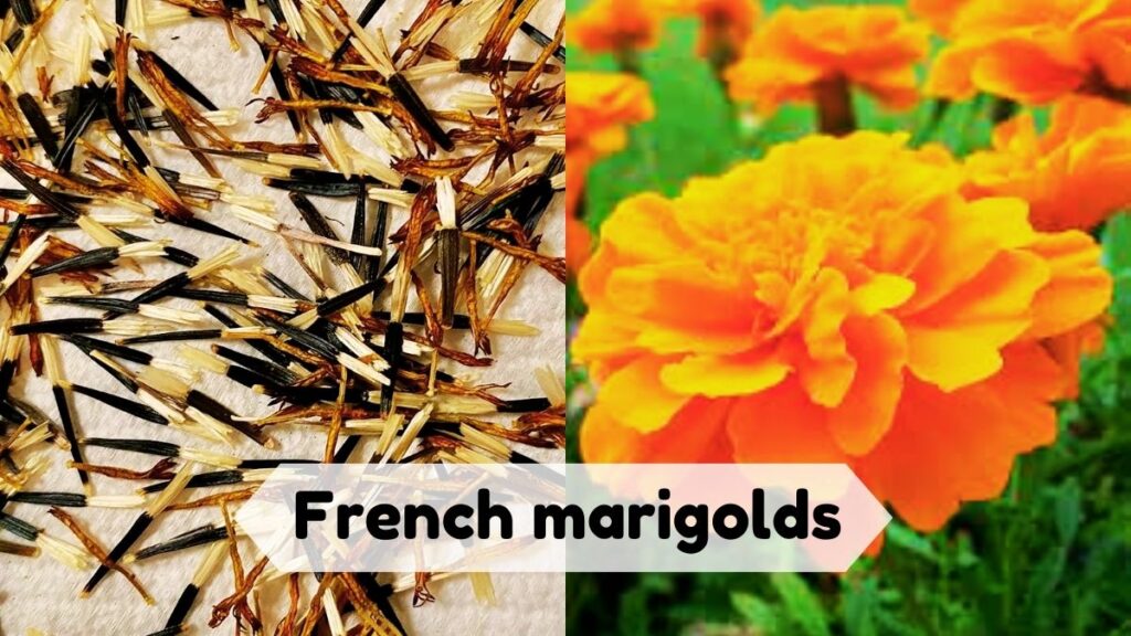 French marigolds