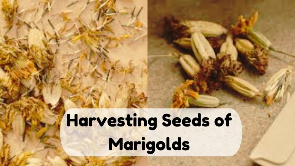 Harvesting Seeds of Marigolds